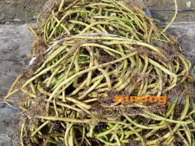 空心菜种老杆图1