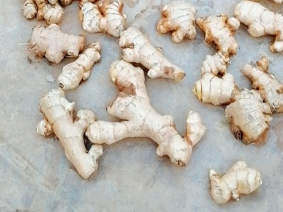 四川特产高产竹根姜种红芽生姜种子图1