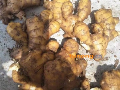 常年供应安丘黄姜鲜姜泥姜水洗姜姜吧姜母图1