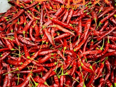 贵州辣椒，满天星，二荆条，艳椒，图1