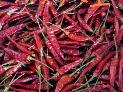 贵州辣椒，满天星，二荆条，灯笼椒，艳椒等图1