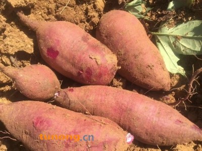 湖北精品紫薯大量出货中！图1