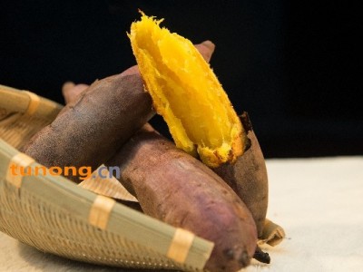 辽宁康平地瓜玛莎莉红薯黄金薯农家特产超级蜜薯图1