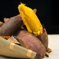 辽宁康平地瓜玛莎莉红薯黄金薯农家特产超级蜜薯