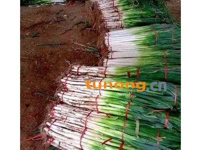 大量供应长白大葱和铁杆钢葱图1