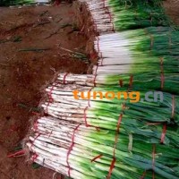 大量供应长白大葱和铁杆钢葱