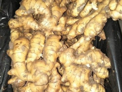 15266665888山东大黄姜产地全国直销。图1