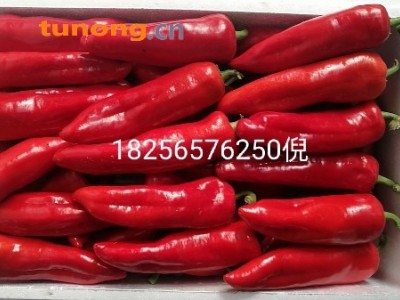 本地红辣椒大量上市图1