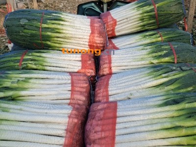 山东平邑县敬国果蔬合作社铁杆大葱供应基地图1