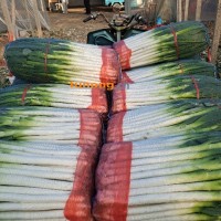 山东平邑县敬国果蔬合作社铁杆大葱供应基地