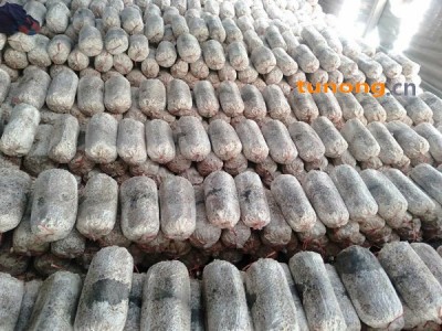 平菇菌棒拉回家能出菇联系15906374083。图1