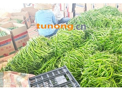 三号，8号青线椒，青小米图1