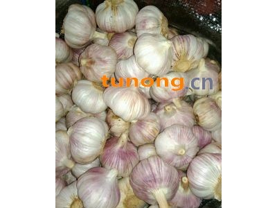 常年供应代办加工冷藏:大蒜,蒜苔,蒜米,图1