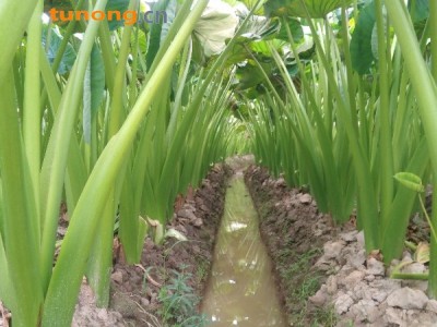 福建宁德古田县槟榔芋1.8元出售图1