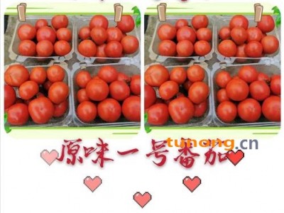 原味1号番茄，酸酸甜甜儿时的味道。图1