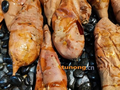 供应红薯,蜜薯，电烤专用图1