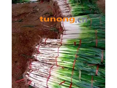 大量出售滕州优质长白大葱和铁杆钢葱图1