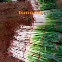 大量出售滕州优质长白大葱和铁杆钢葱