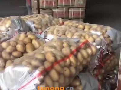 13563913907土豆/生姜/苹果产地常年供应图1