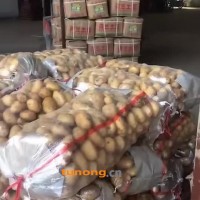 13563913907土豆/生姜/苹果产地常年供应