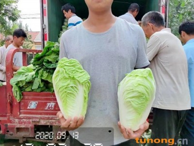 ❤️夏阳白菜❤️山东高青万亩2-5斤沙地夏阳白菜图1