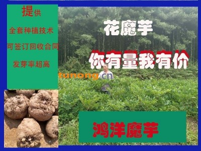 魔芋基地直供魔芋花魔芋魔芋种电话细聊图1