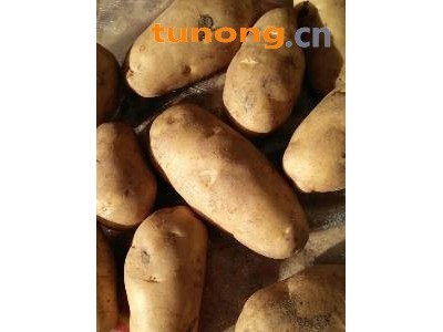 围场沙土地荷兰十五图1