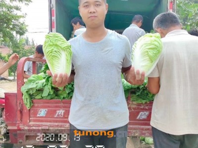 ❤夏阳白菜❤山东淄博高青万亩夏阳白菜2-5斤产地发图1