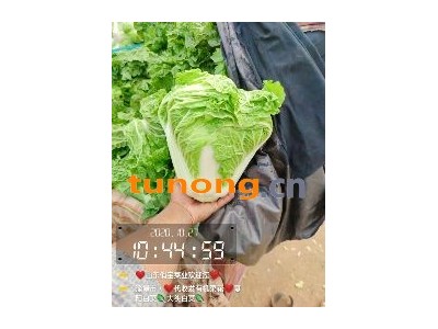 ❤️圆头白菜图1