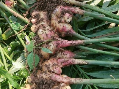 贵州盘州市生姜销售电话:18785893983图1