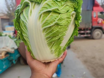 ❤️圆头白菜❤️山东高青万亩沙地圆头白菜3-10斤图1