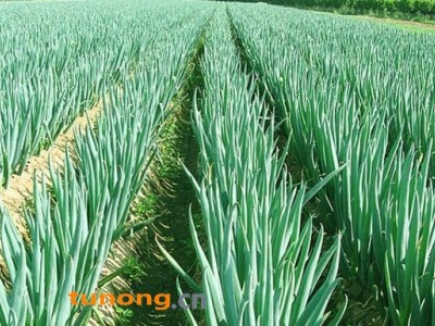 大葱（河南新野樊集后河大葱基地）图1