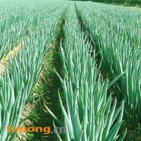 大葱（河南新野樊集后河大葱基地）