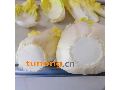 高原夏菜娃娃菜经过高端果蔬真空预冷机处理后品质大升图1