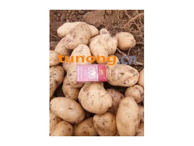 供应土豆,颜色好，形状好，红沙土地图1