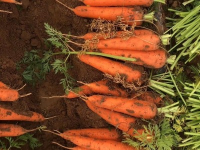 新鲜，胡萝卜图1