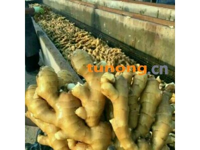 山东优质生姜批发18300385818图1