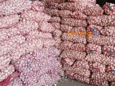 代购、代销、代存山东金乡大蒜、蒜薹图1