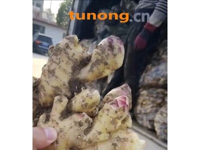 山东生姜产地鲜姜姜母大量上地窖大黄姜小黄姜常年供应图1