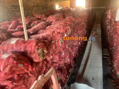 商薯19，西瓜红红薯，窖藏大量出售图1