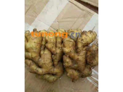 生姜批发价格 山东生姜产地批发价格图1