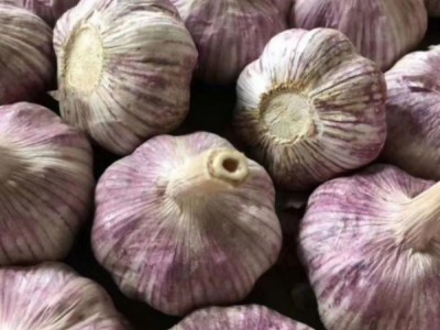 金乡大蒜，蒜苔，辣椒图1