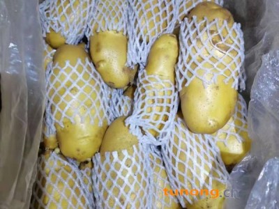 安丘优质荷兰土豆大量供应产地直销一手货源图1