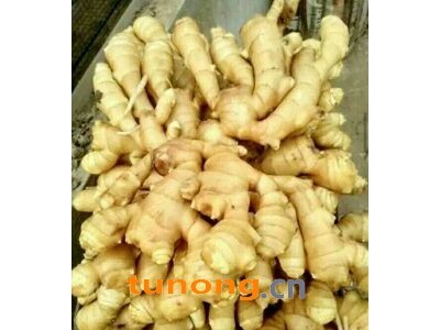 优质大黄姜*小黄姜*姜种*产地直销*支持物流发货图1