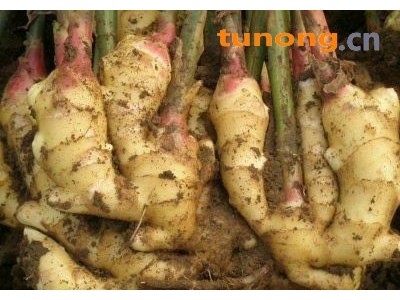 山东生姜大黄姜小黄姜批发，免费水洗图1