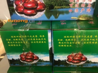 桂林临桂四塘水果马蹄图1