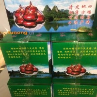 桂林临桂四塘水果马蹄