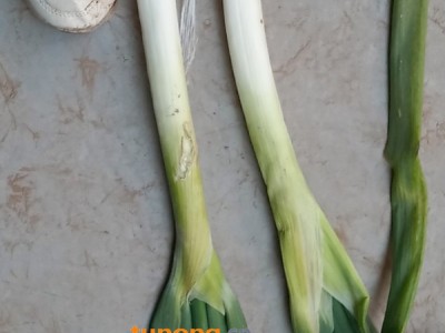 河南新乡章丘大葱，自家18790569286图1