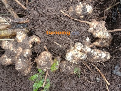 云南丘北县舍得赶马路黑土地白洋姜图1