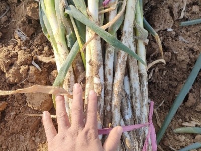 铁杆大葱正出货图1